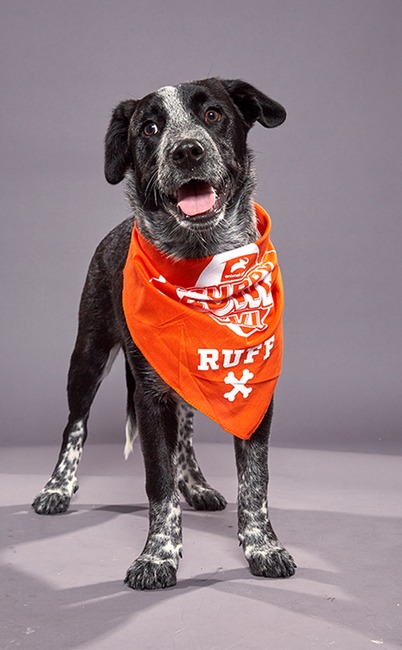 Puppy Bowl XVI